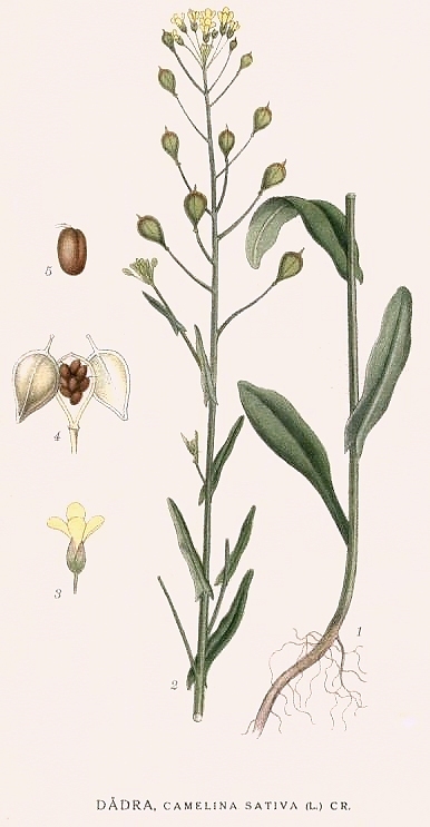 wikipdia203 Camelina sativa